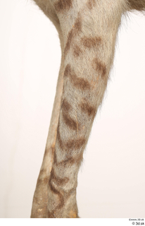 Striped Hyena Hyaena hyaena leg 0045.jpg